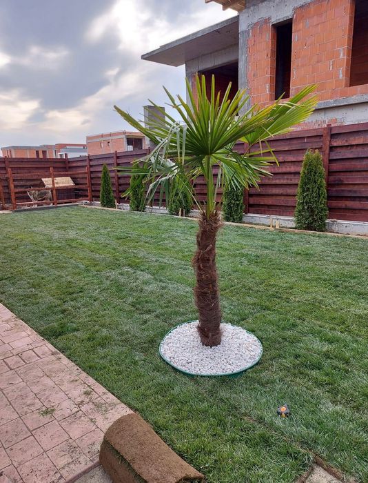 Palmieri furtunei rezistenți iarna