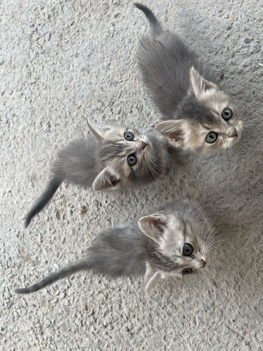 Кошки подвются , mushuklar sotiladi