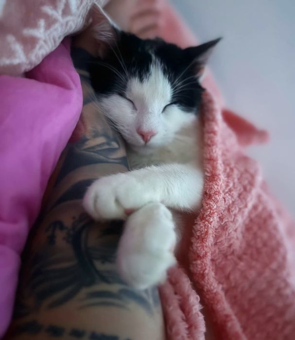 Donez motănel castrat NOROCEL