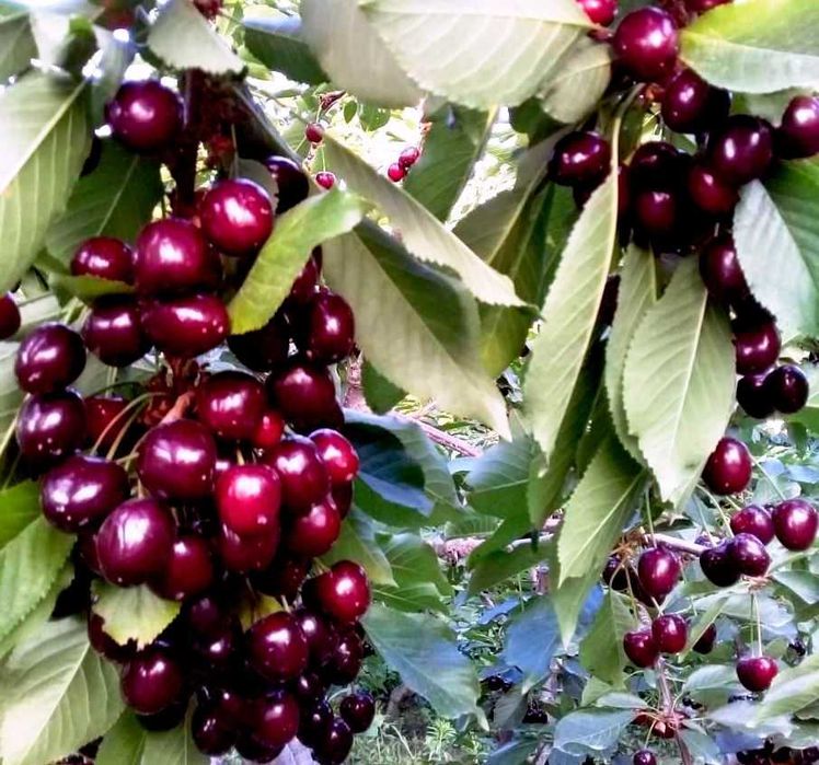 Йирик экспортбоб гилос кучатлари