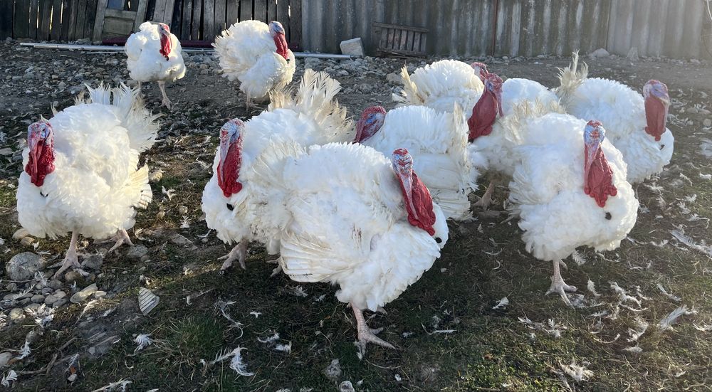 Curcani de carne crescuti natural