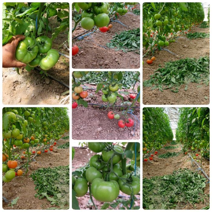 Parnik sotiladi 2 gk