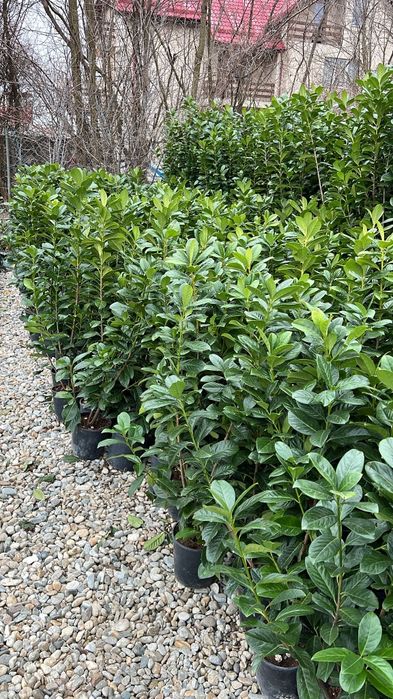 Vând laur englezesc novita diferite dimensiuni