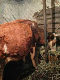 Продам 3 коров 2 стельные 1 с теленком подсосным за троих миллион тенг