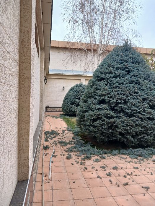 Archa kesish, va Gazon ekish