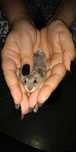 Hamsteri pitici blanzi Rusesti (Siberian) pui & adulti