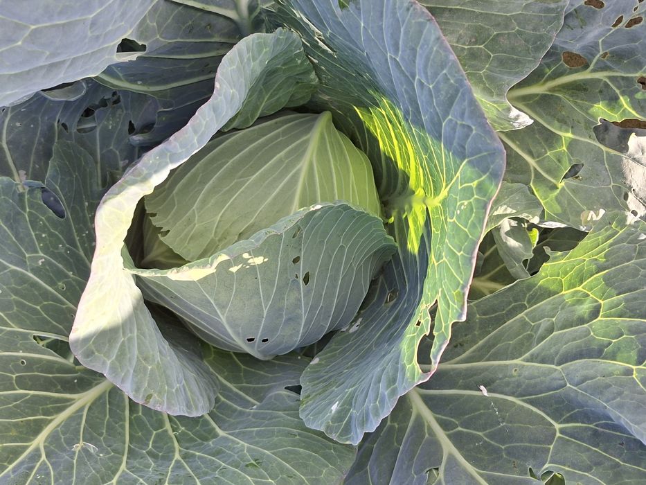 Varza de vazare Cociuba Mare