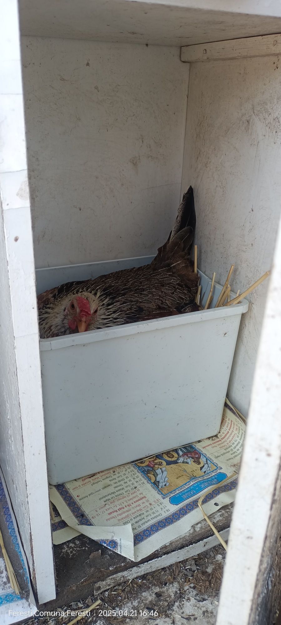 Cocoșei ,găinușe și pui americani