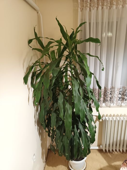 Драцена чисто зелена висока 2м