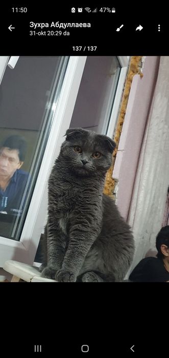 Шатландиская Фолд зоти