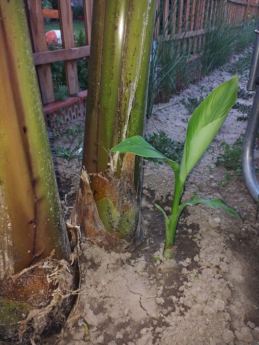 Бананова палма, студоустойчива