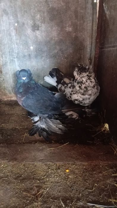 Vând porumbei uriași maghiari