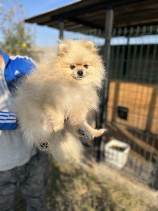 Померан мини шпиц