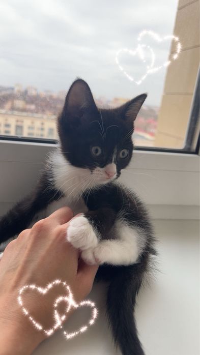 Отдам котенка в добрые ручки девочка всего 2 месяца