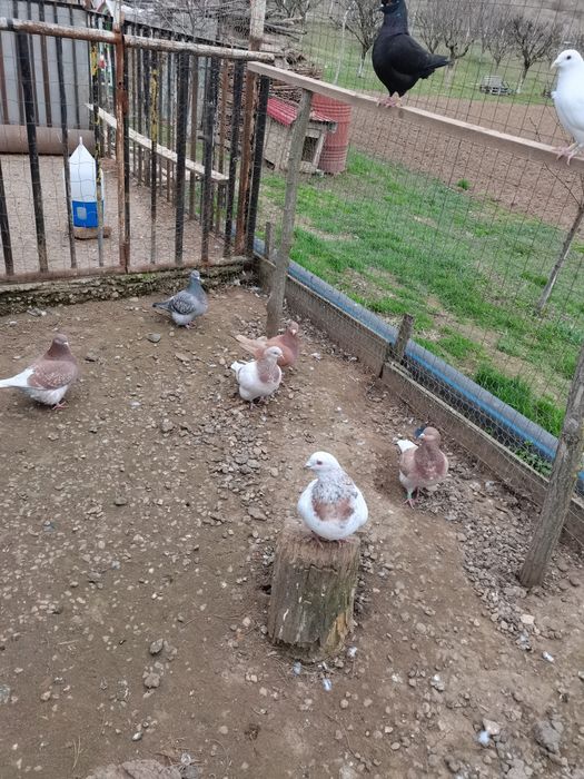 Vând porumbei diferite rase