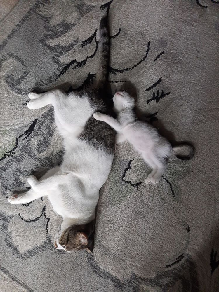 Котик бесплатно девочка