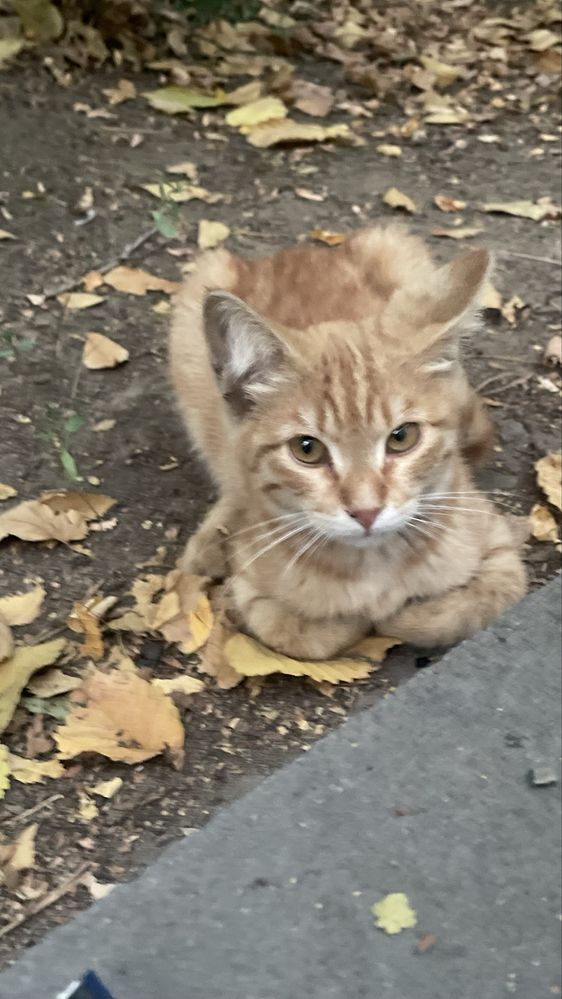 Котёнок бесплатно