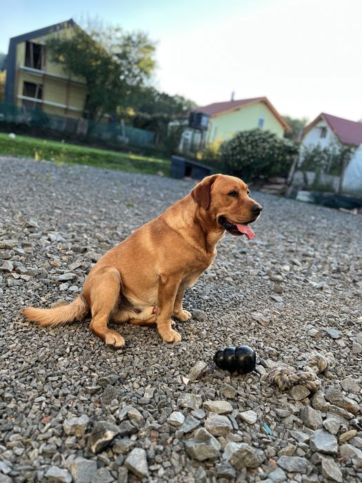 Labrador Retriever, Mascul, Pedigree tip COR