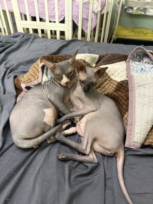 Свинкс котята свинкса