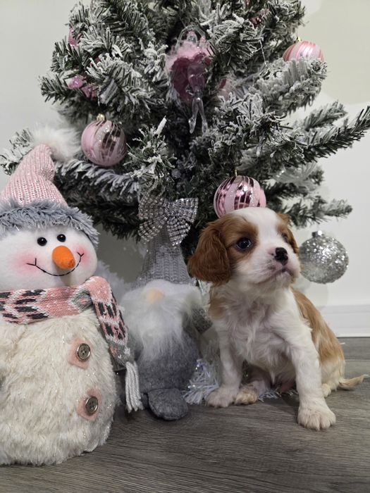 Кавалер кинг чарлз шпаньол