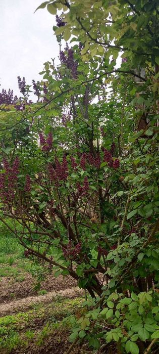 SIREN ko'chatlari bor!