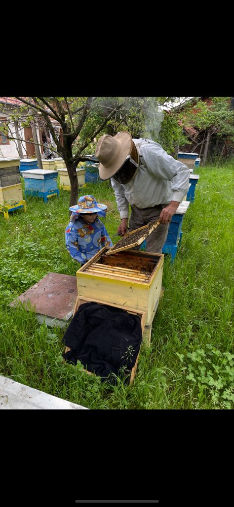 Пчелни семейства