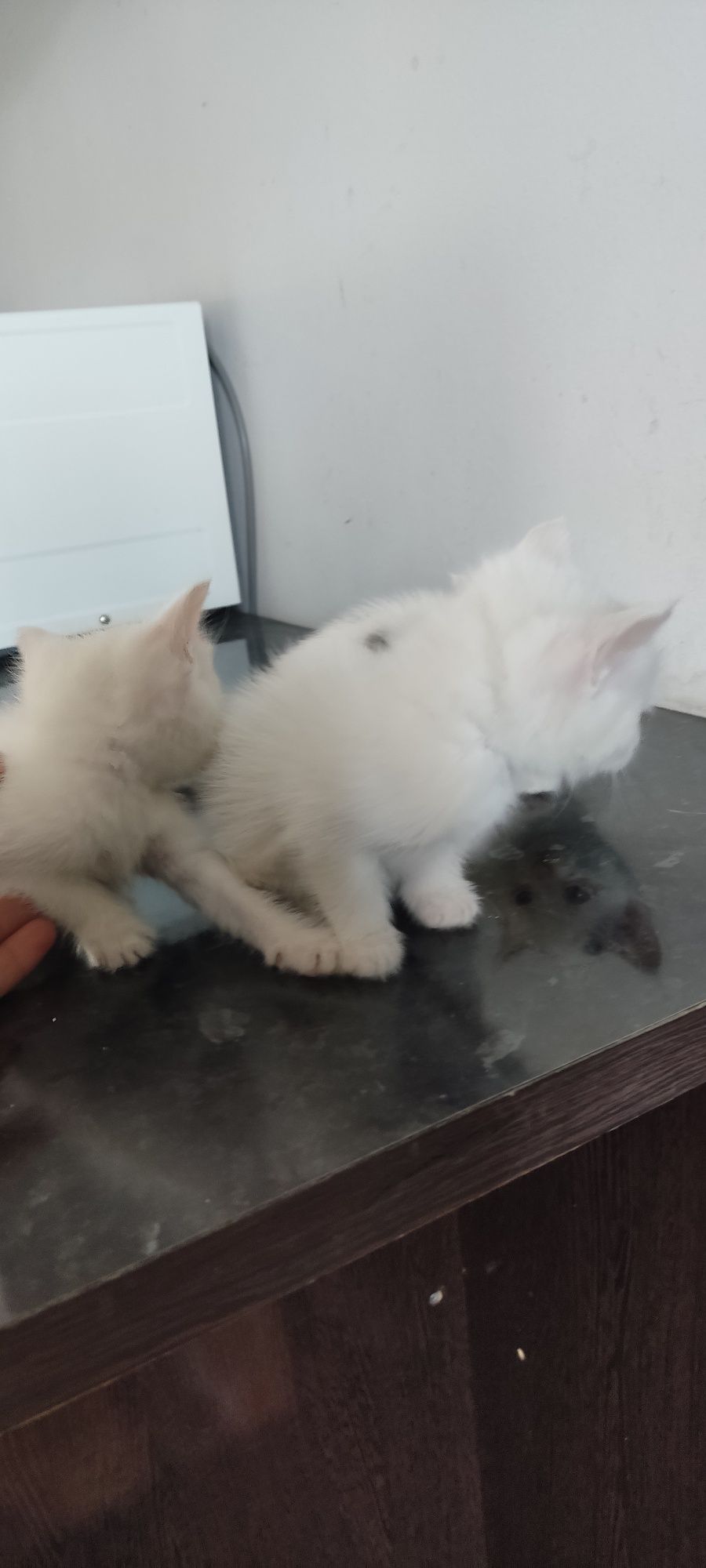 Отдам котят белых и пушистых