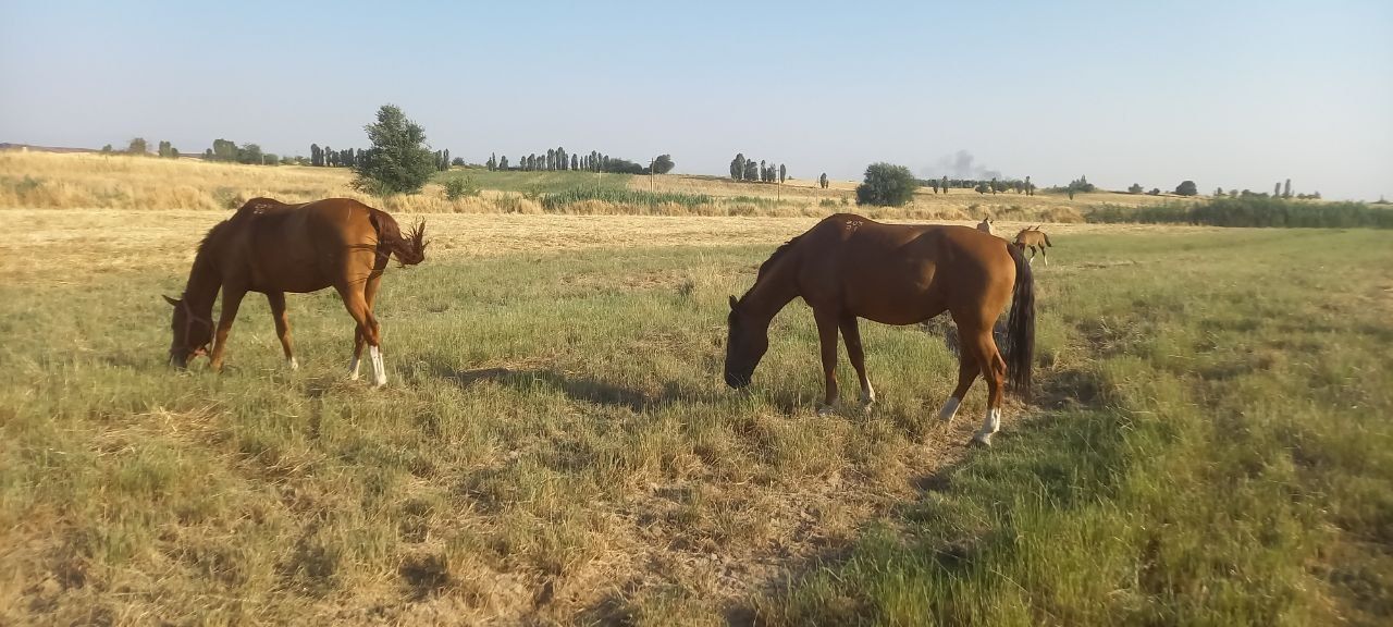Ot Donchak biya sotiladi