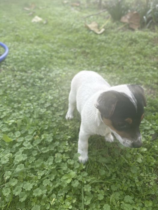 Мини Джак Ръсел женска