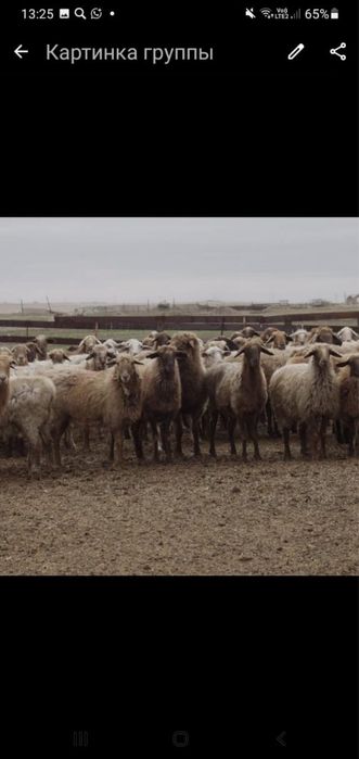 Мал группа Маңғыстау