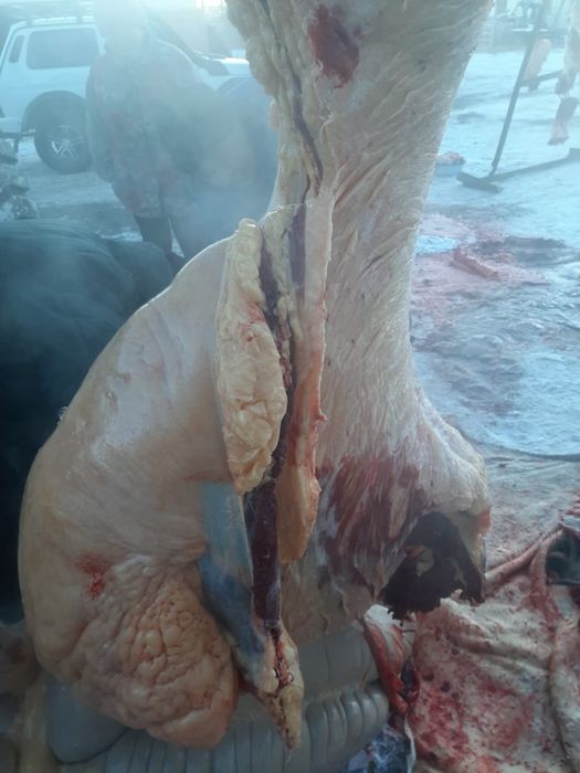 Конина жирные согым