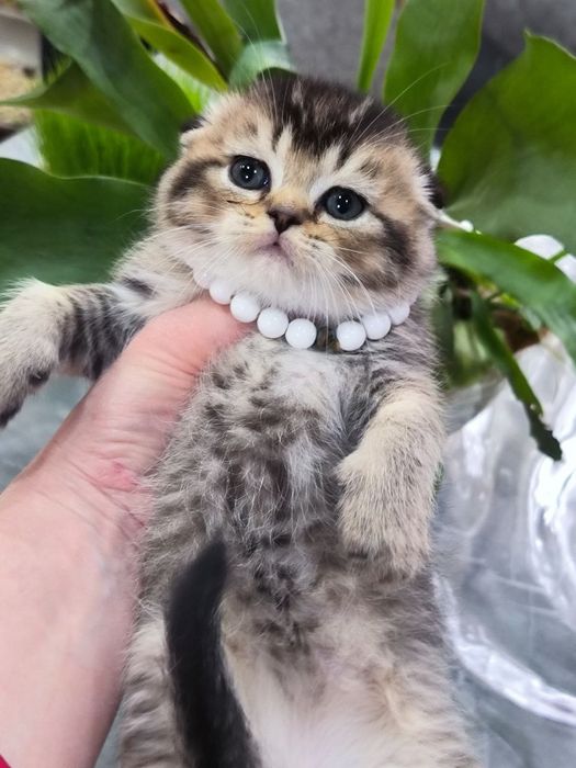 Продаются шикарные котята породы Скоттиш фолд