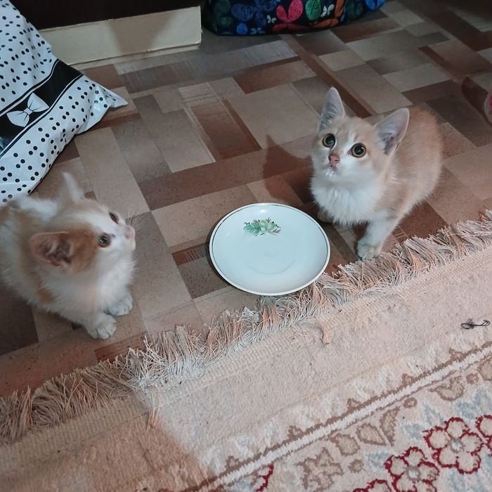Котята срочно ищут своих хозяев!