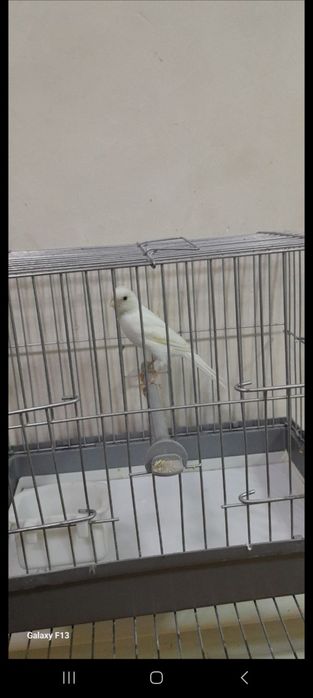 Kanareka sotilad moda