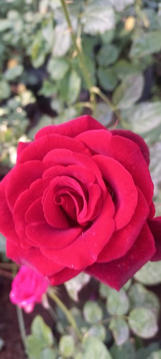 Optim gul kõchatlari