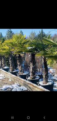 Pomi palmieri naturali rezistenți la un ger de peste-18°C