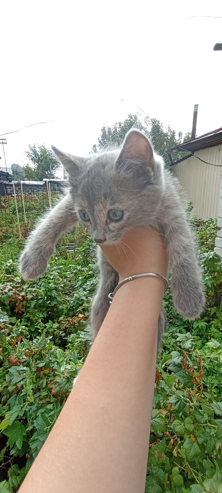 Лучшие котята 3 месяца