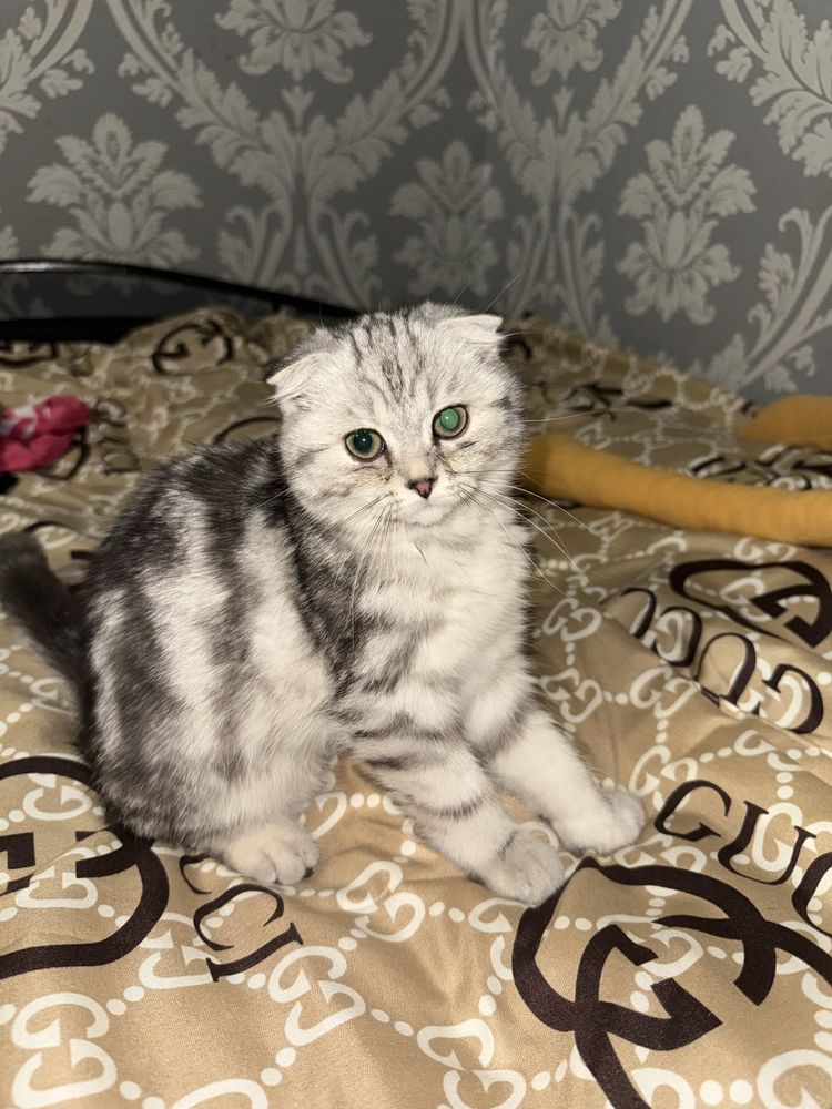 Продаётся котенок