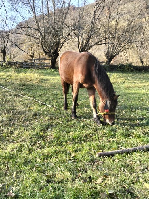 Vând mânz cuminte în primăvara face un an pn m-ai multe detalii in pri