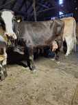 Vaca de tinut buna