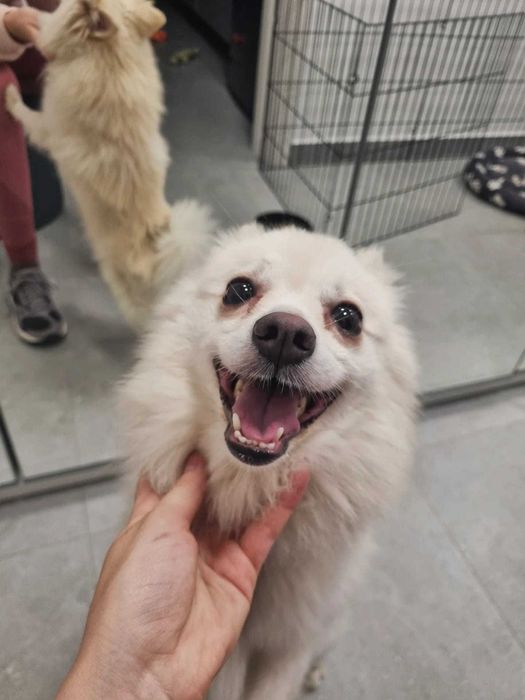 Petsitter / cazare animalute / dog walker Bucuresti