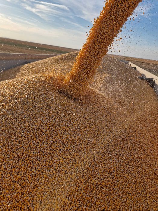 Vând Porumb recoltă 2025