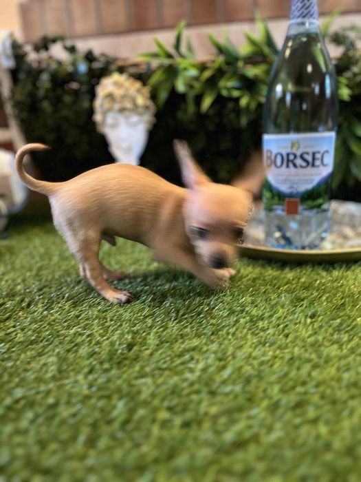 Baietel Chihuahua mini