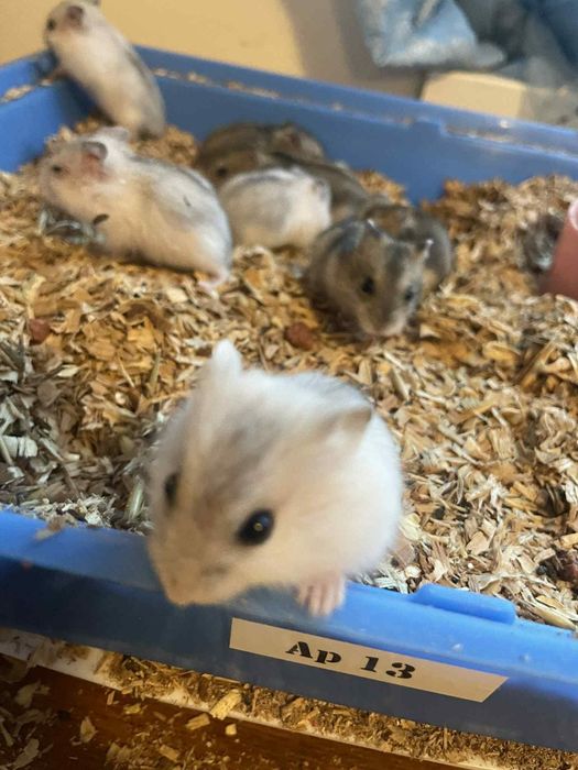 Hamsteri pitici Campbell