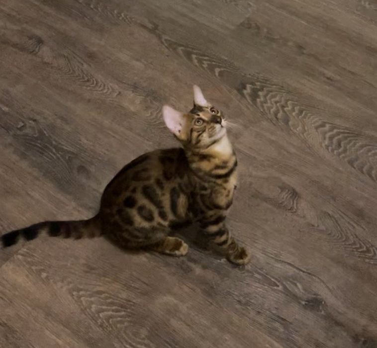 Продам котенка бенгальской пароды. Договорная цена