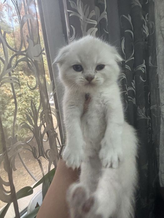 Продаются котята шиншиллы