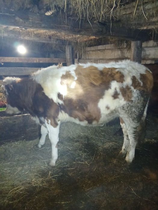 Екы бас карамал сатам