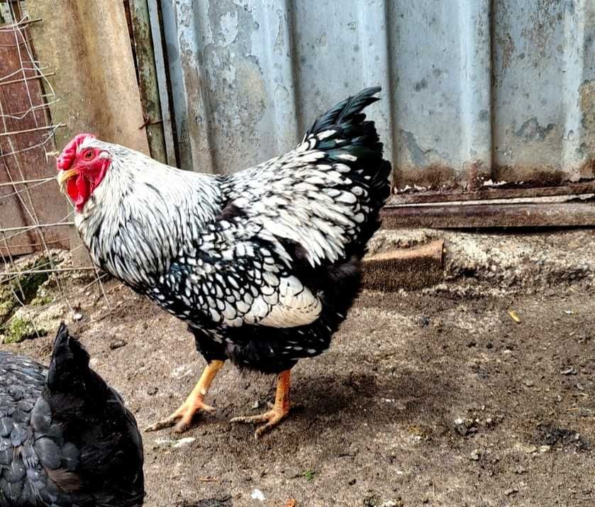 Wyandotte argintiu