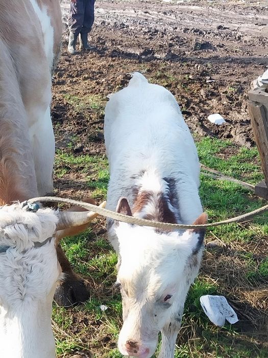 vitele belgian de vanzare