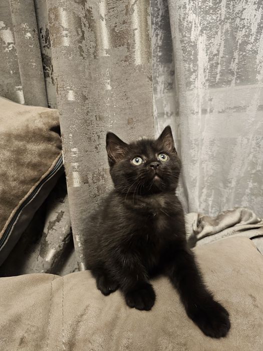 Милый котенок ищет новый дом